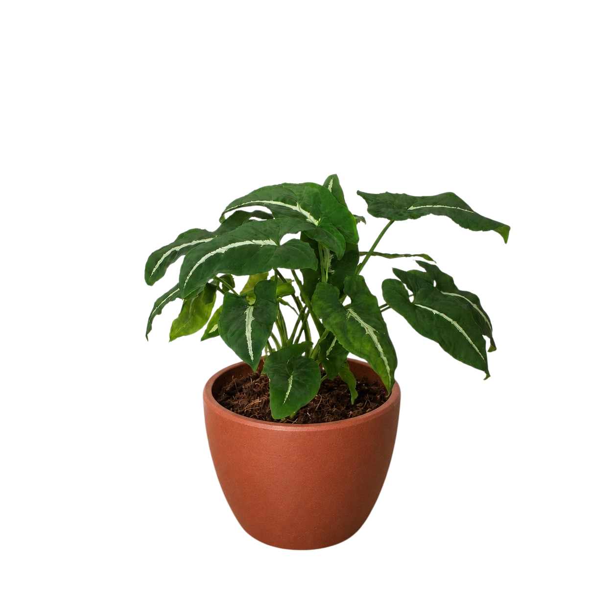 Syngonium wendlandii 'Black Velvet'