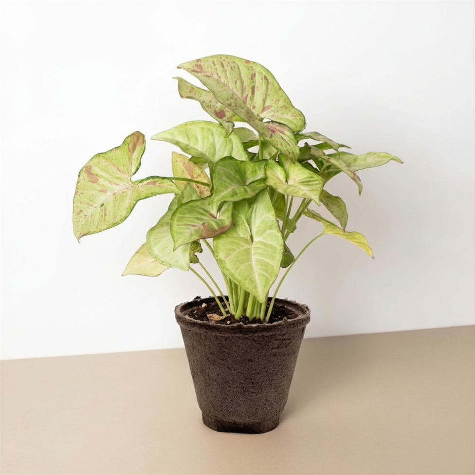 Syngonium 'Confetti'