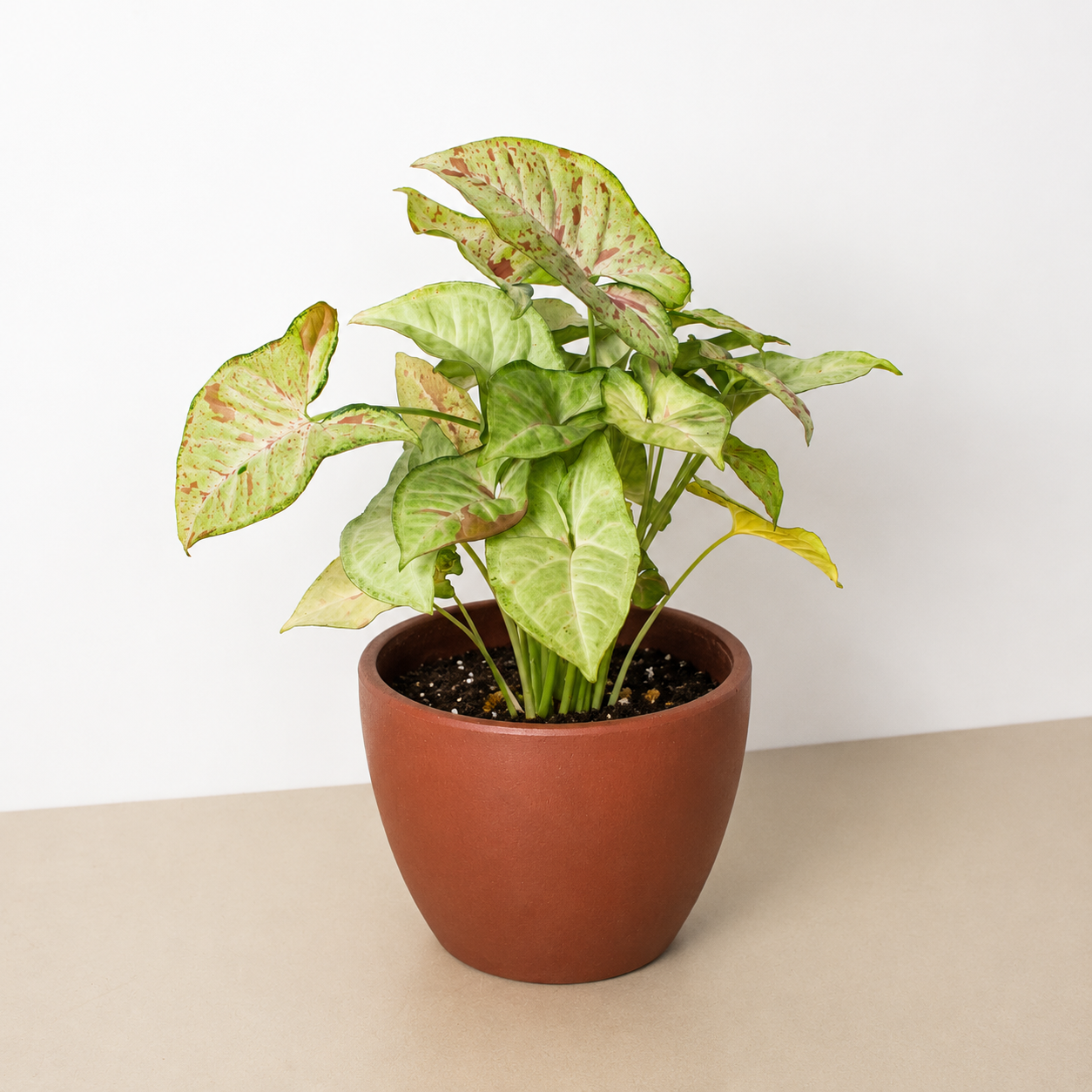 Syngonium 'Confetti'