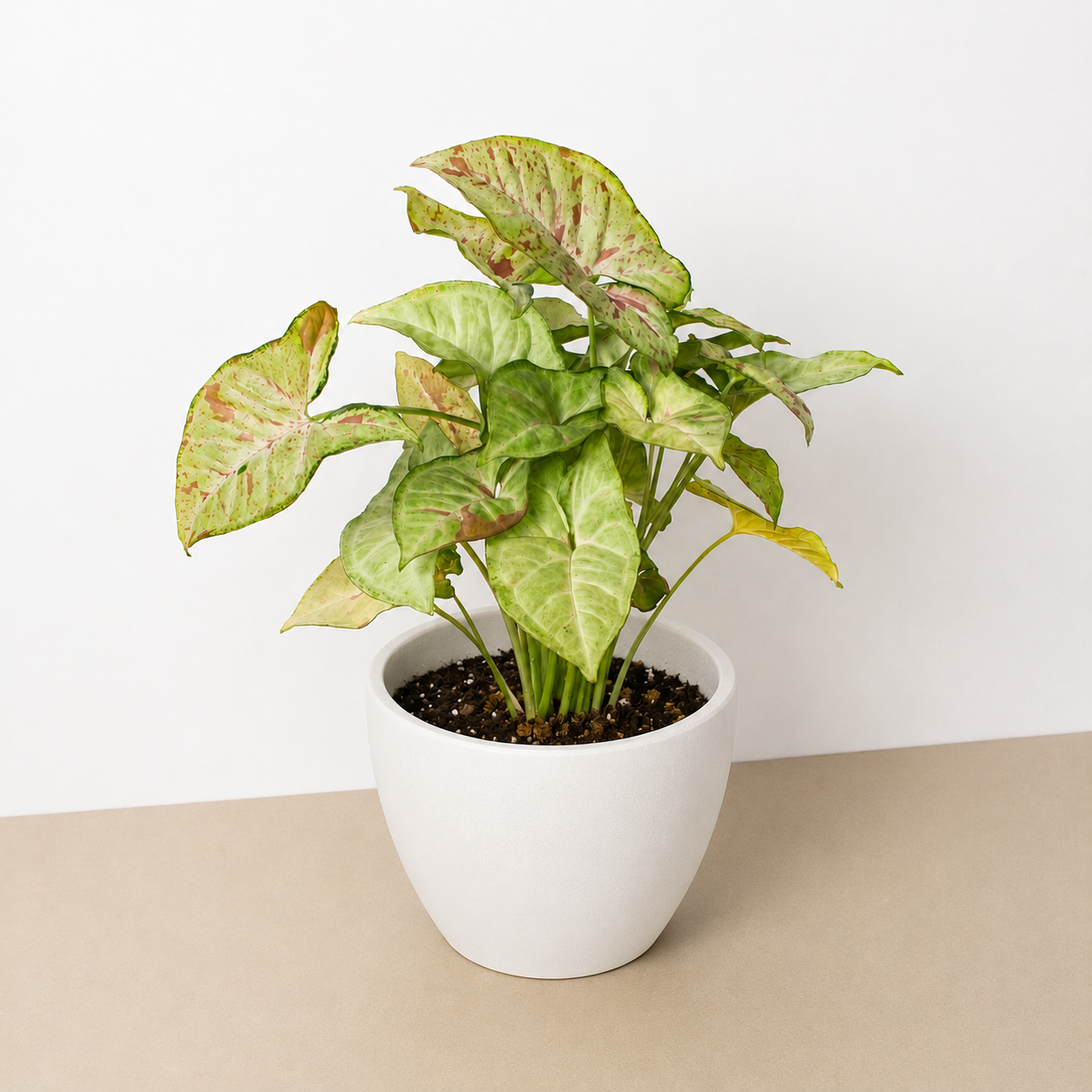 Syngonium 'Confetti'