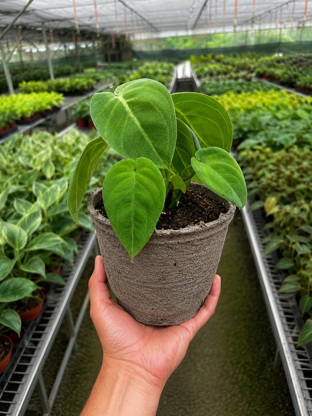 Syngonium 'Ice Frost'