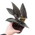 Syngonium 'Red Arrow'
