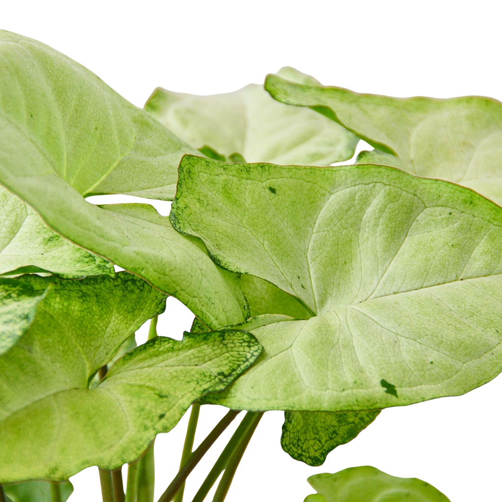 Syngonium 'White Butterfly'