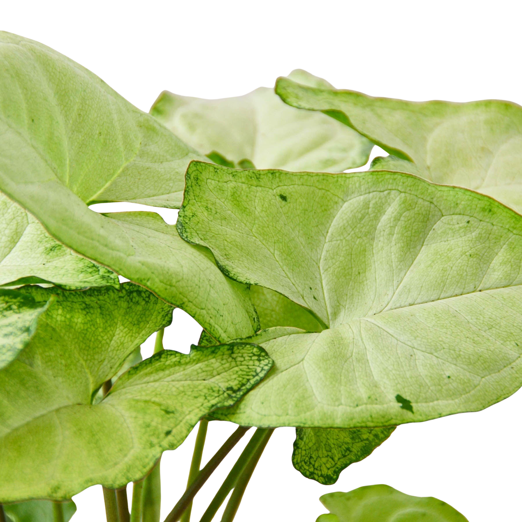 Syngonium 'White Butterfly'
