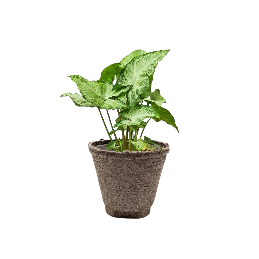 Syngonium 'White Butterfly'