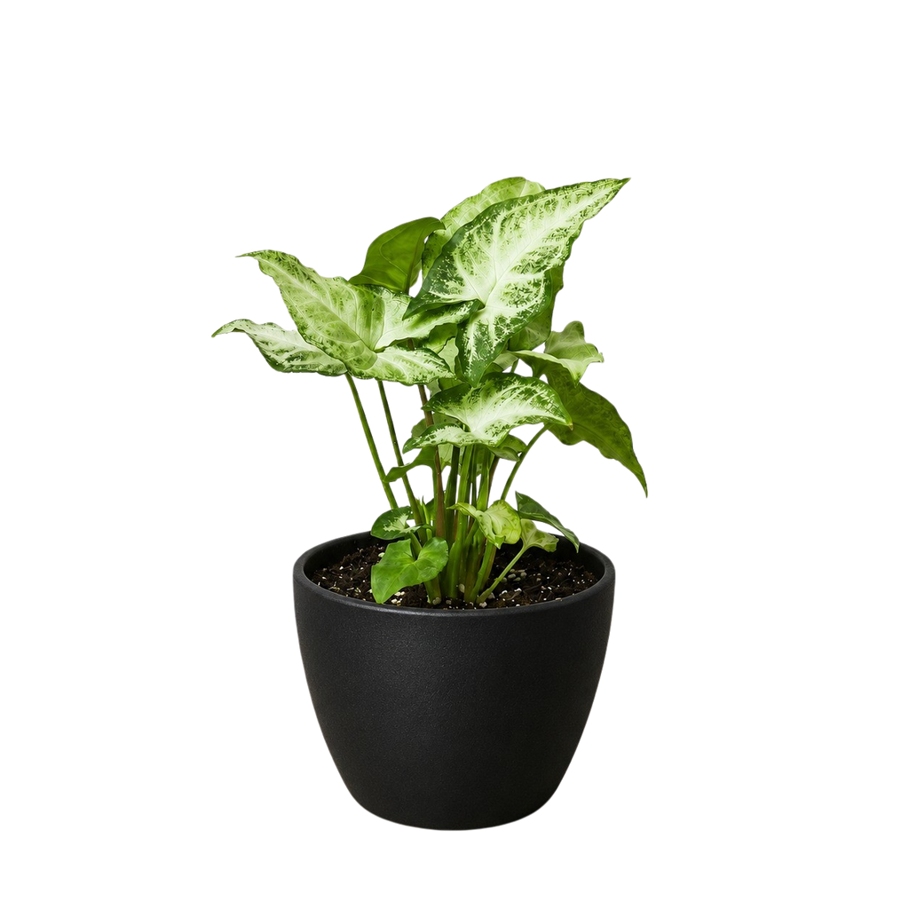 Syngonium 'White Butterfly'