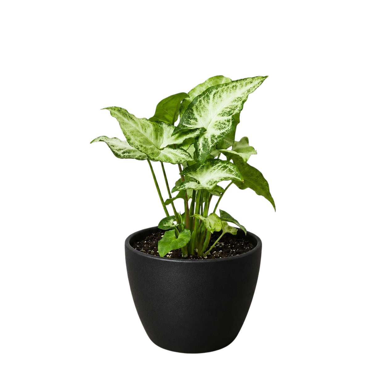 Syngonium 'White Butterfly'
