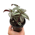Tradescantia Zebrina 'Wandering Dude'