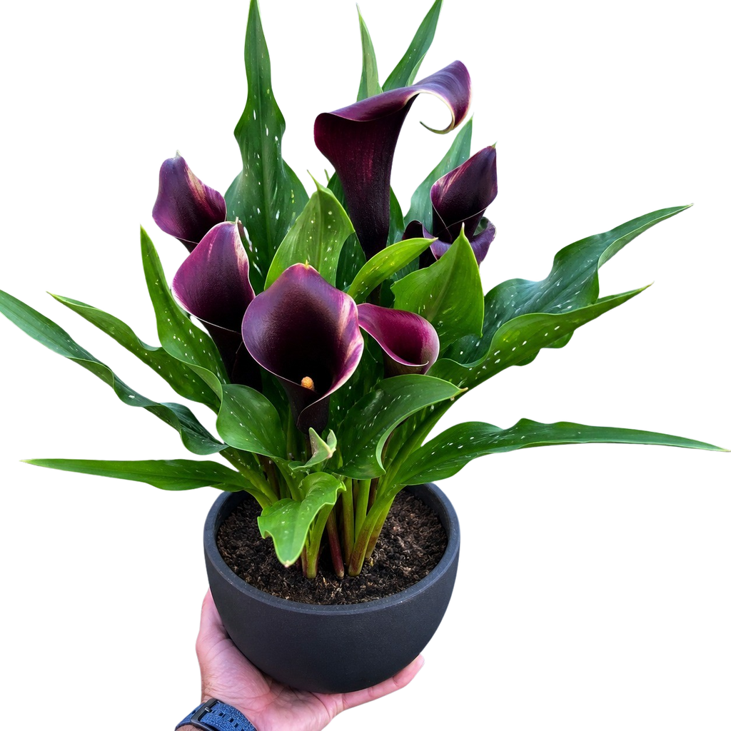 Calla Lily