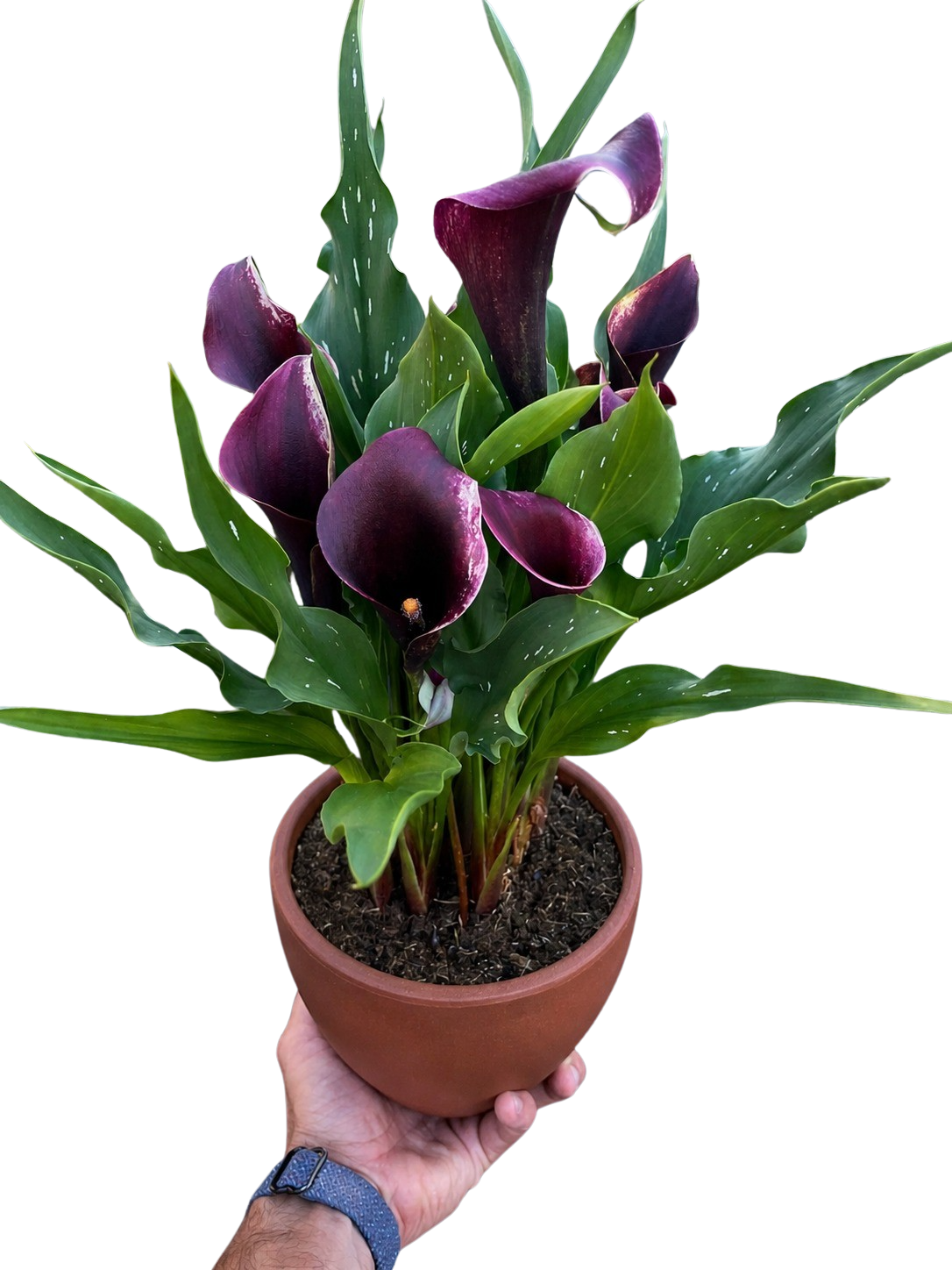 Calla Lily