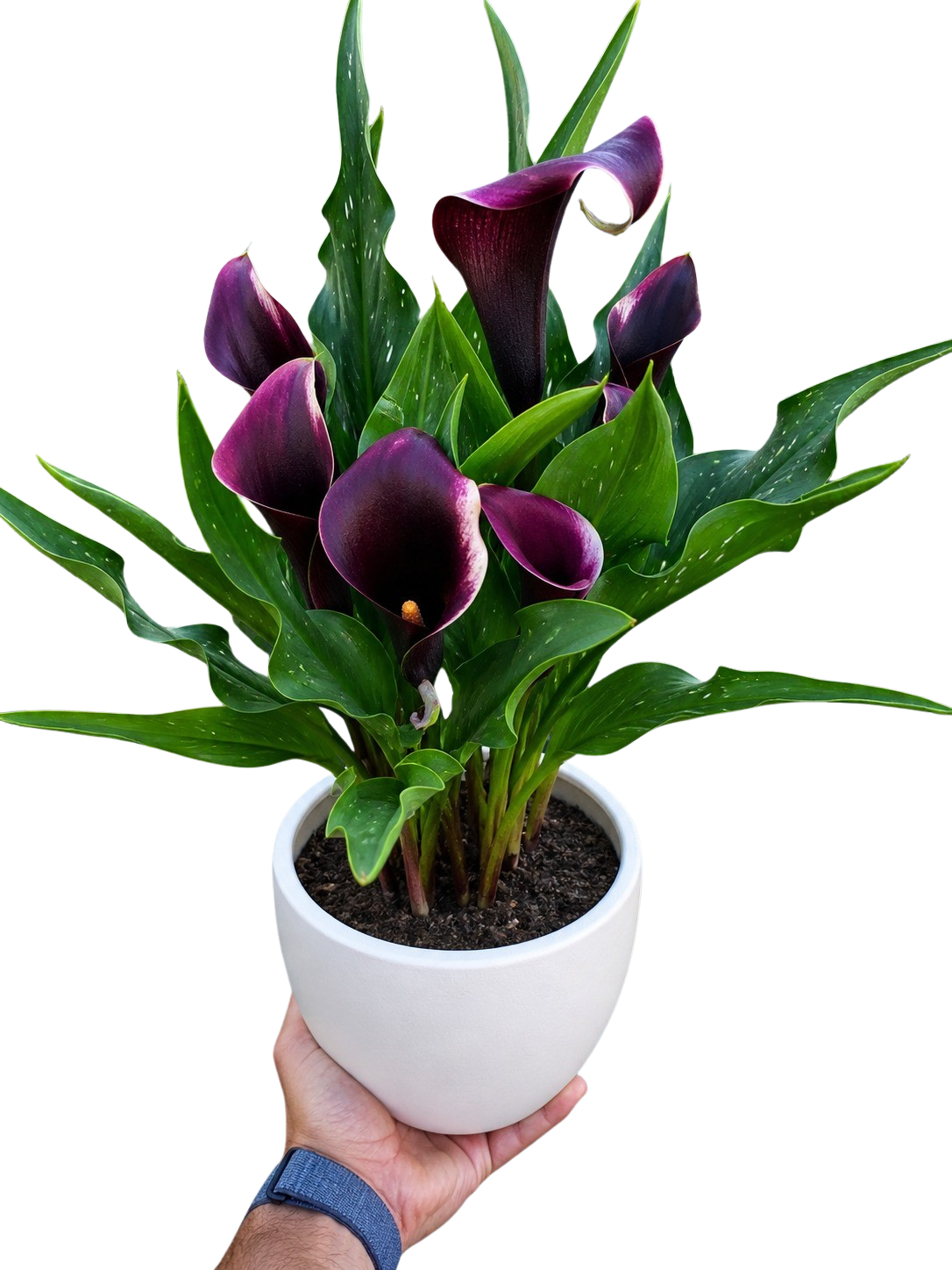 Calla Lily