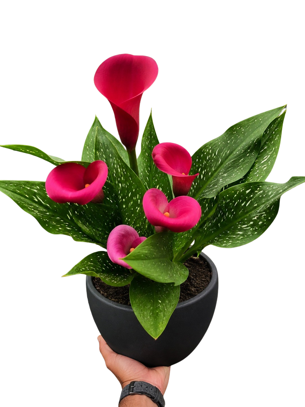 Calla Lily