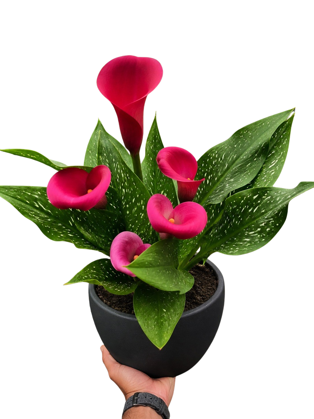 Calla Lily