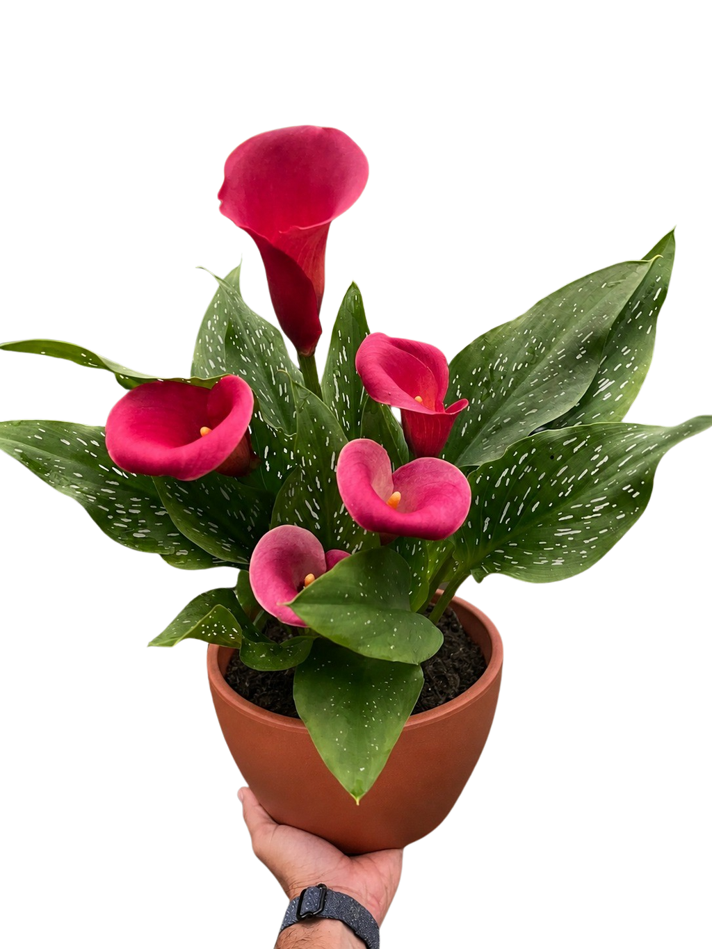 Calla Lily