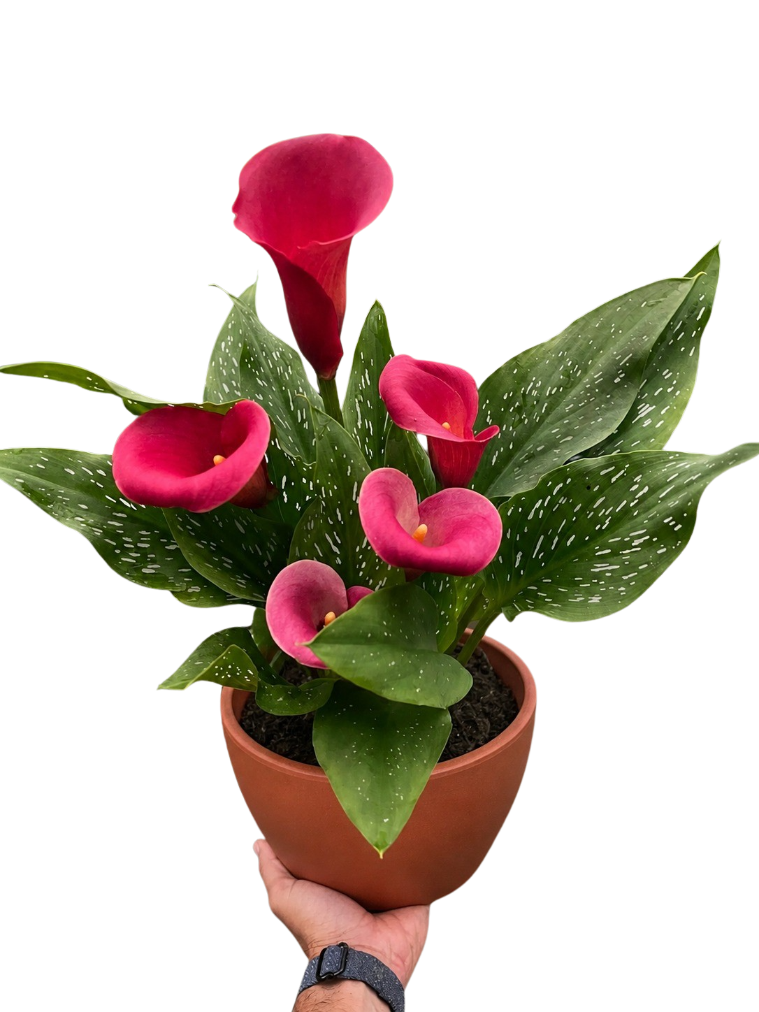 Calla Lily
