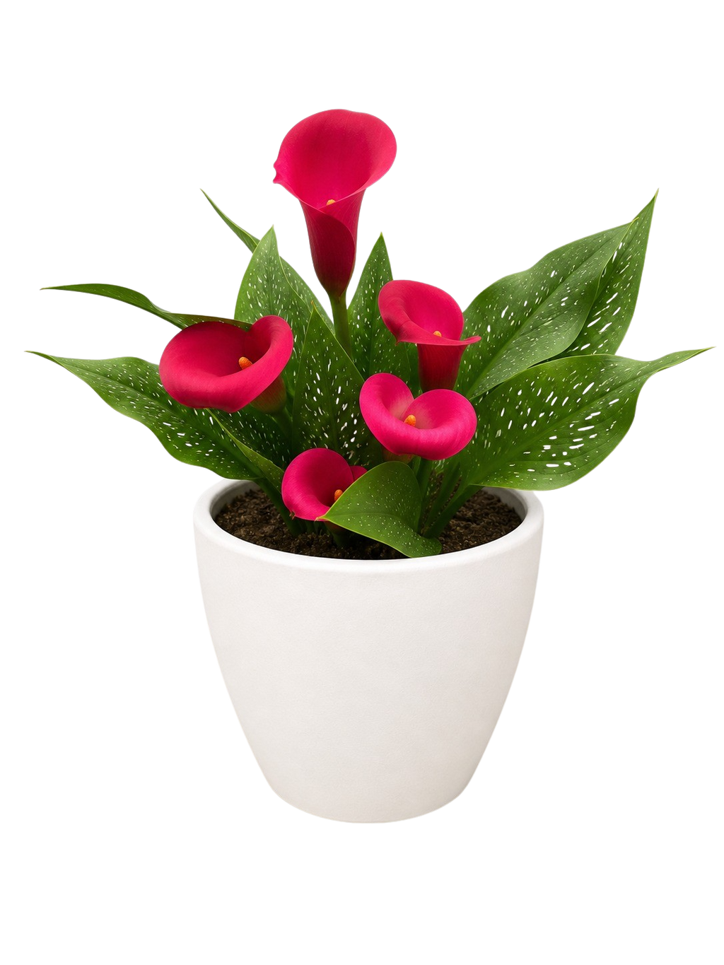 Calla Lily