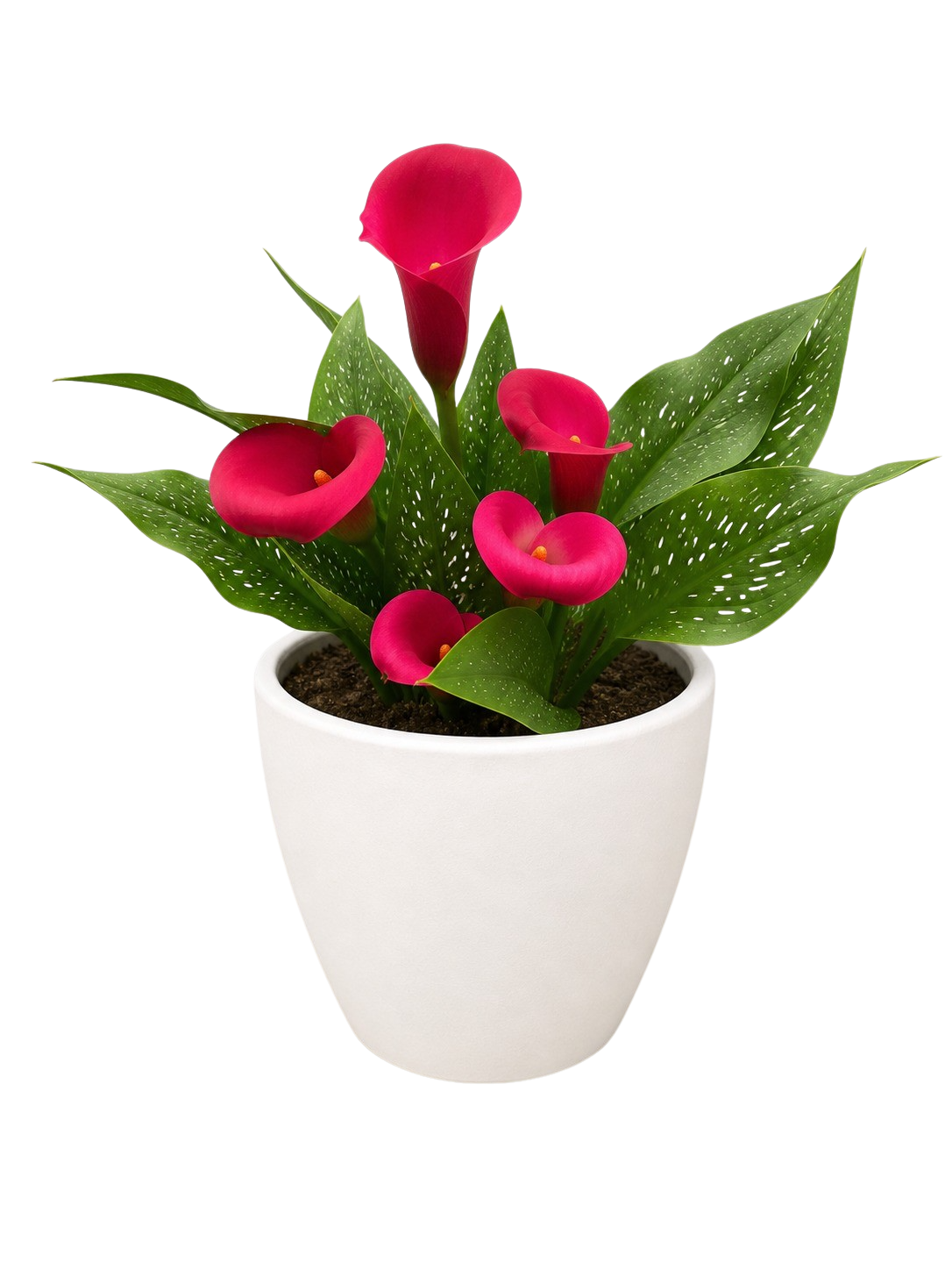 Calla Lily