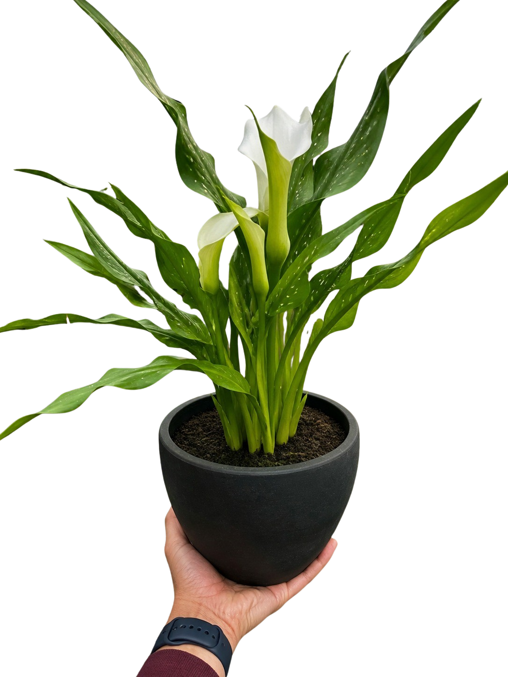 Calla Lily