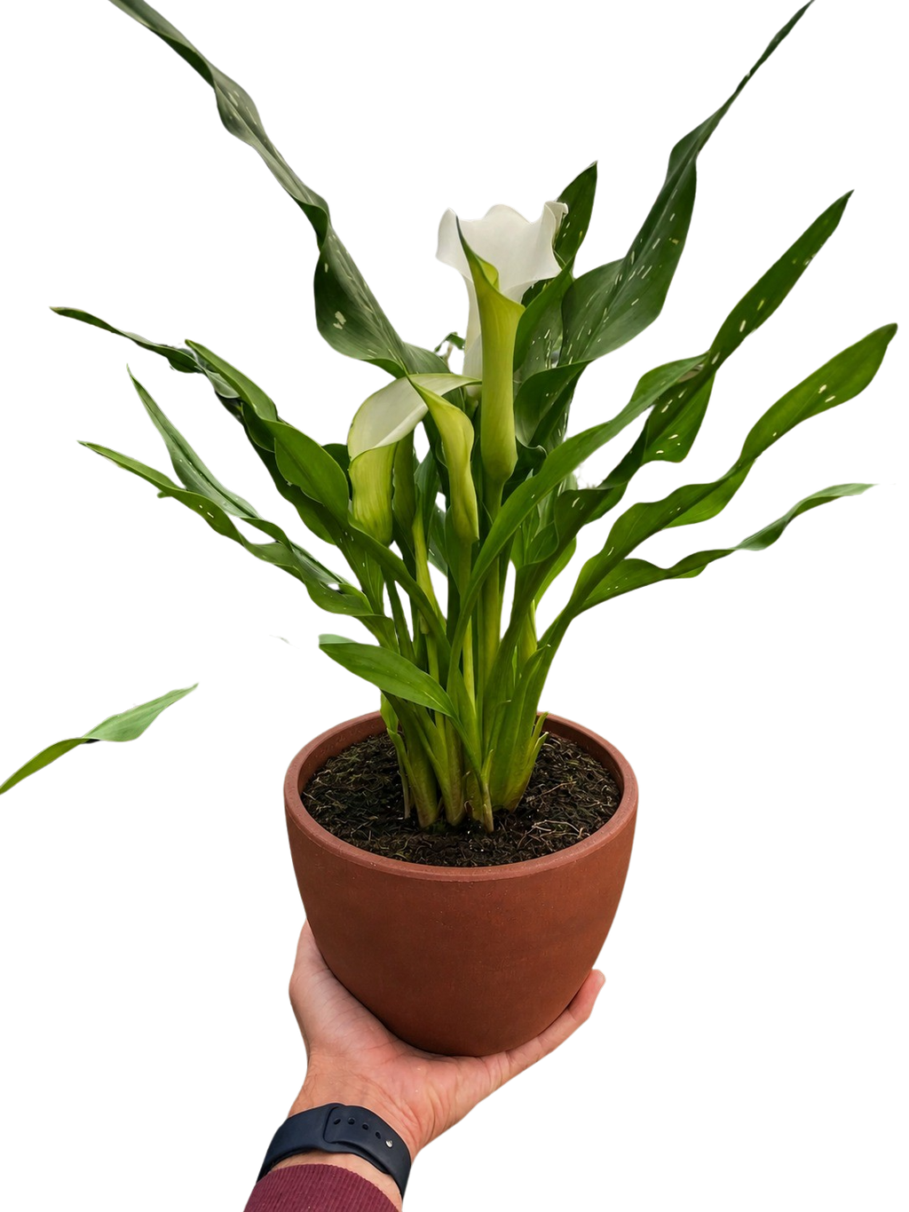 Calla Lily