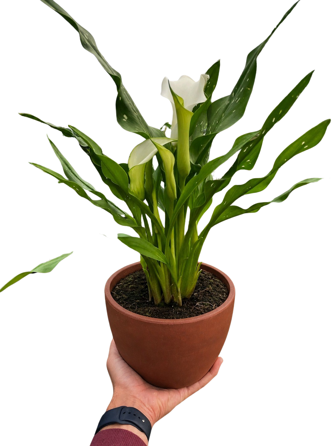 Calla Lily