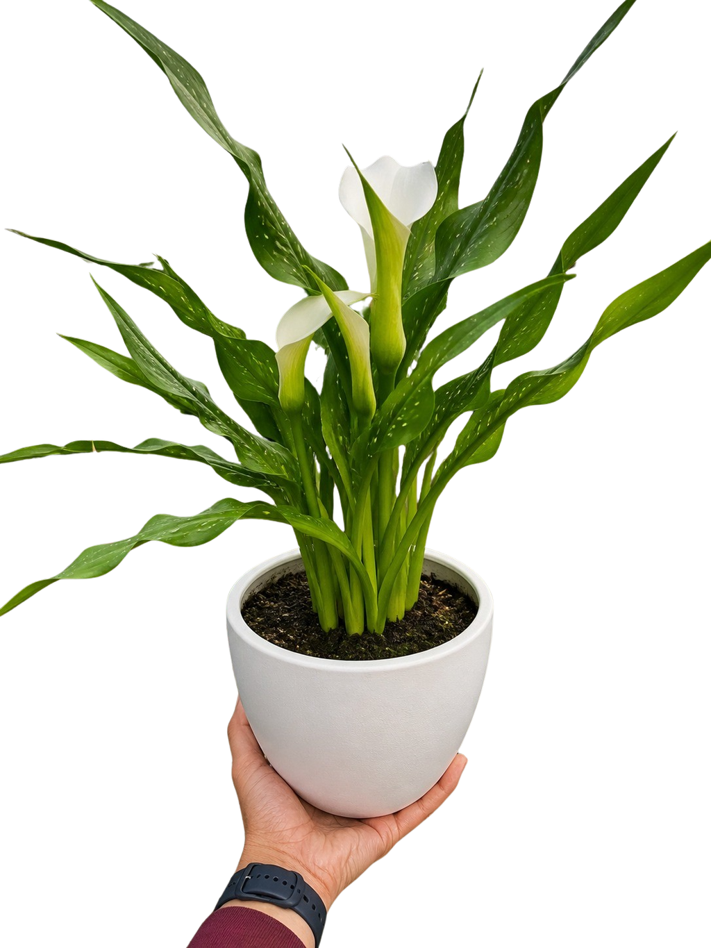 Calla Lily