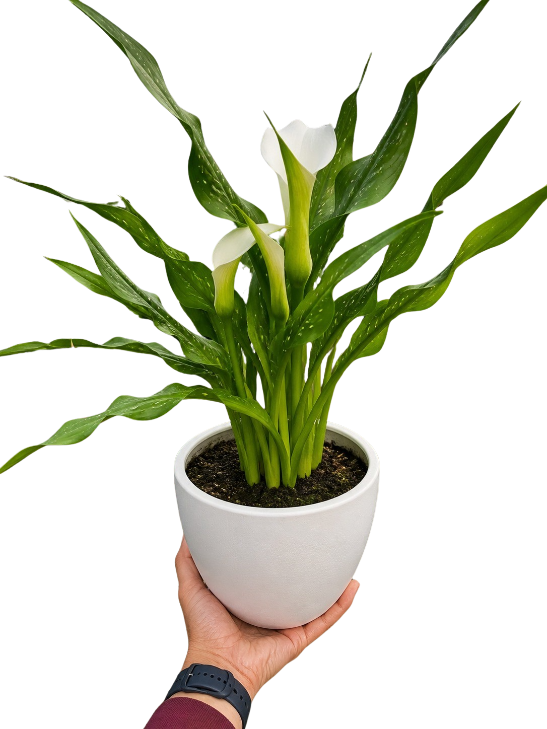 Calla Lily