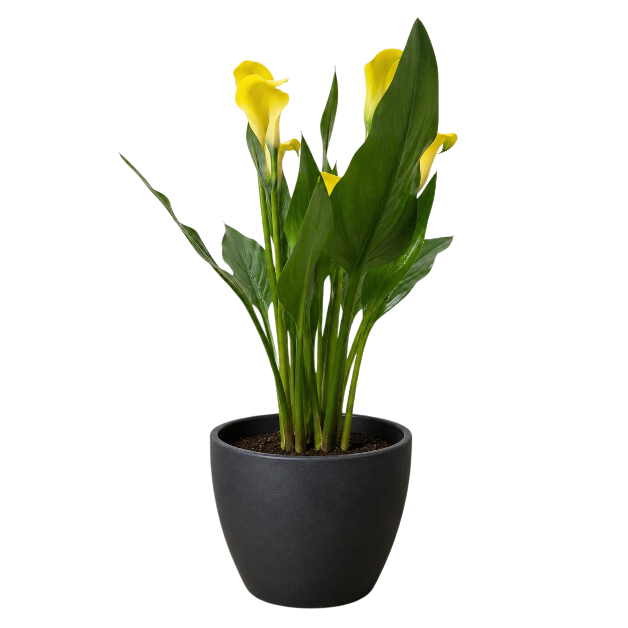Calla Lily