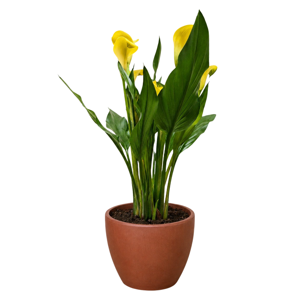 Calla Lily