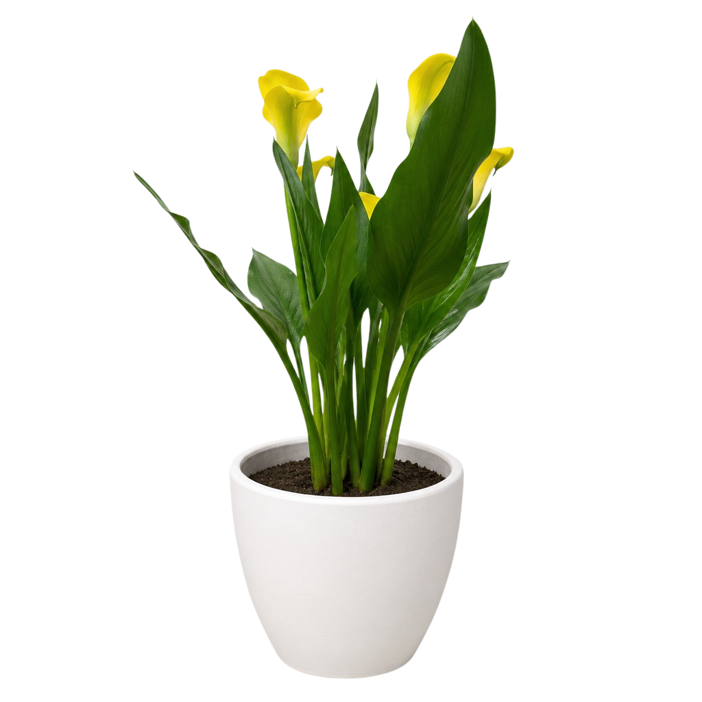 Calla Lily