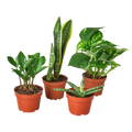 Easy Care Variety Bundle