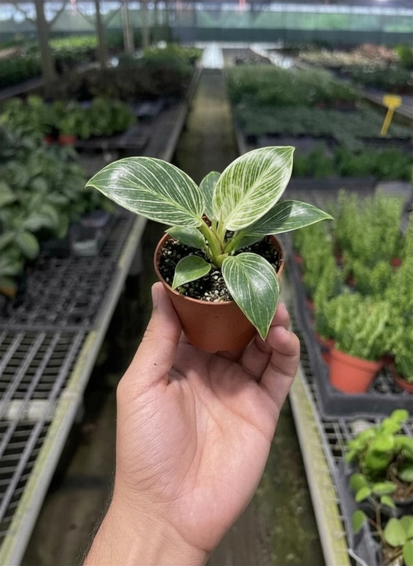 Philodendron 'Birkin'