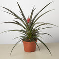 Bromeliad 'Red Pineapple'