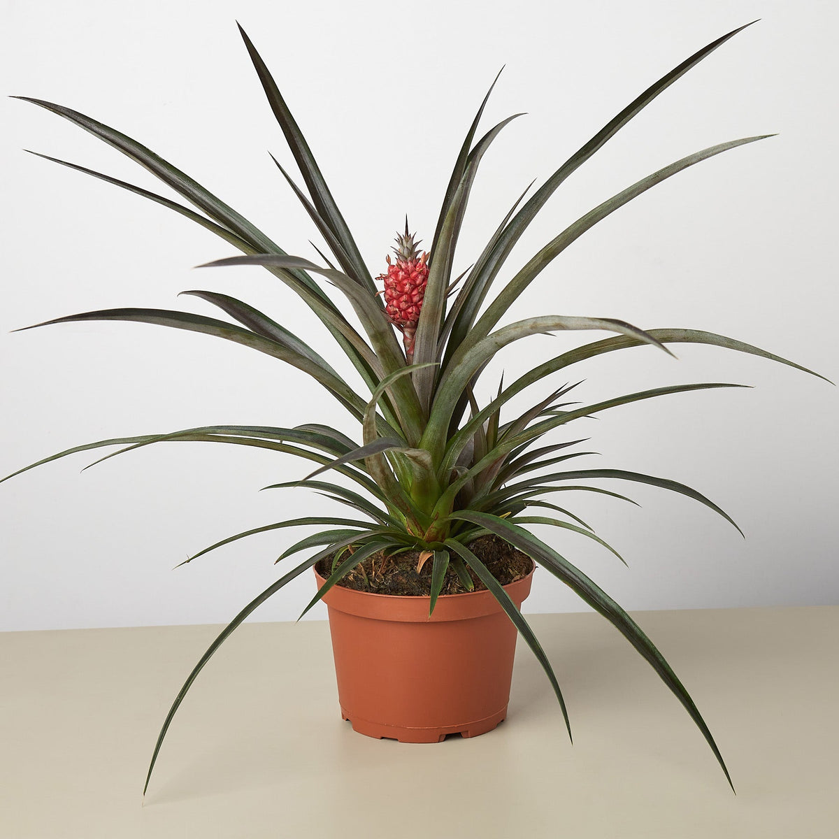 Bromeliad 'Red Pineapple'