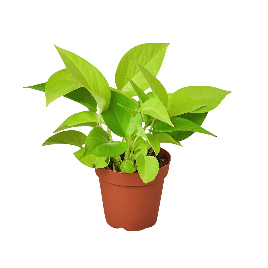 Pothos 'Neon'