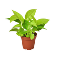 Pothos 'Neon'