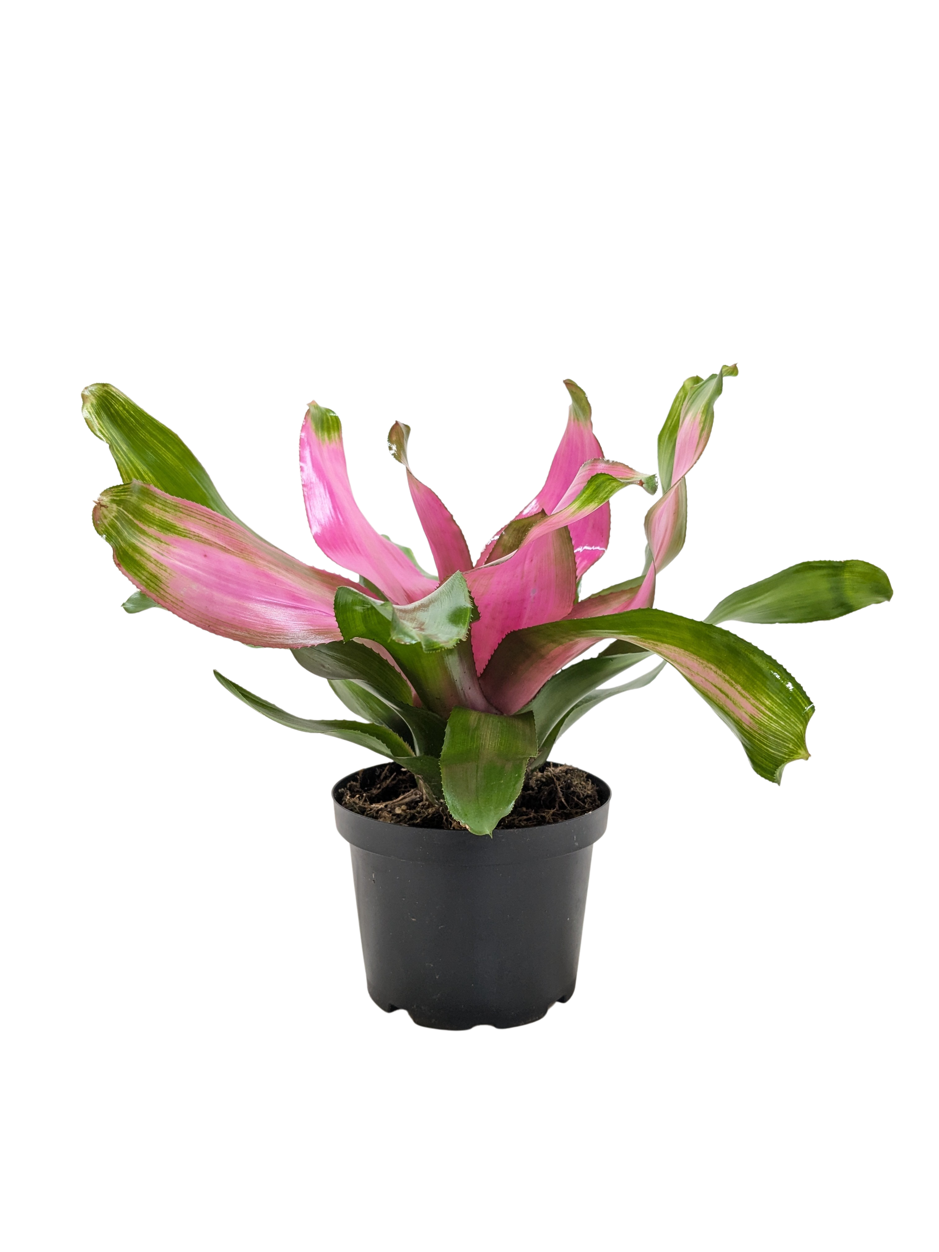 Bromeliad 'Donna'
