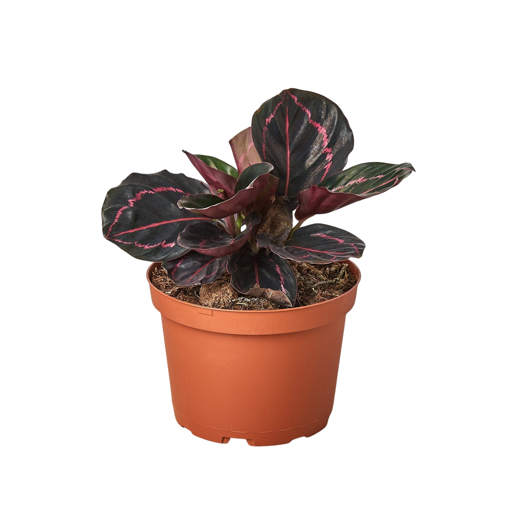 Calathea 'Dottie'