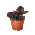 Calathea 'Dottie'