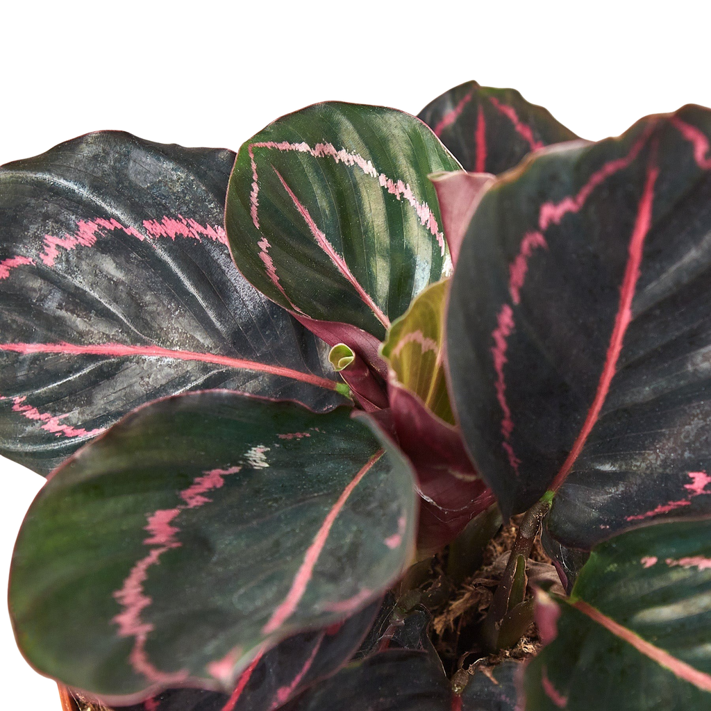 Calathea 'Dottie'