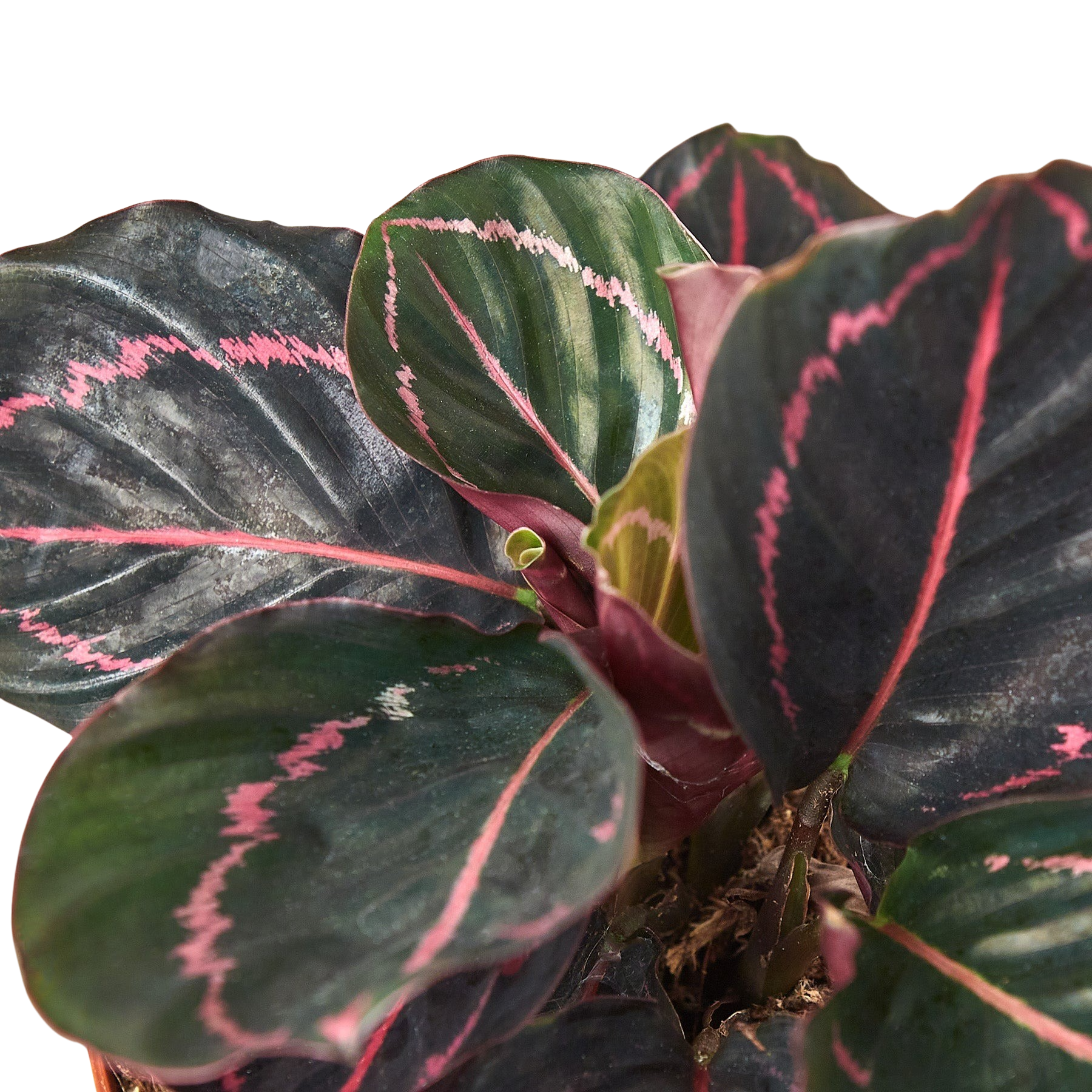 Calathea 'Dottie'