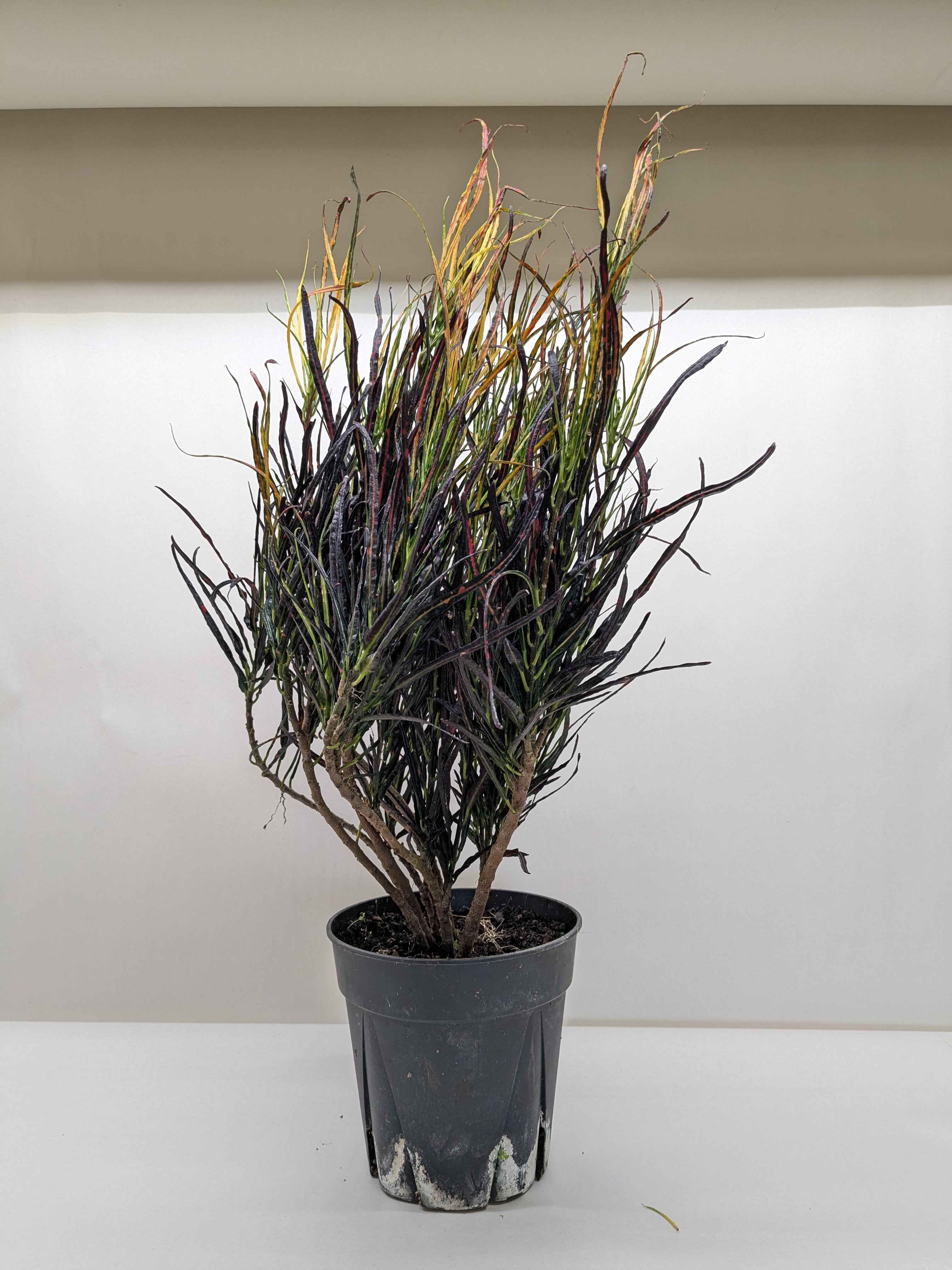 Croton 'Picasso'