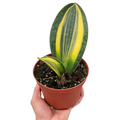 Variegated Shark Fin Snake Plant