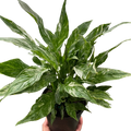 Variegated Spathiphyllum 'Domino'
