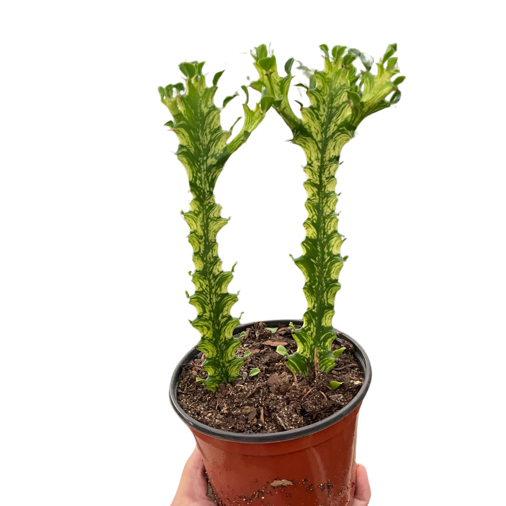 Euphorbia 'Mint Cream'