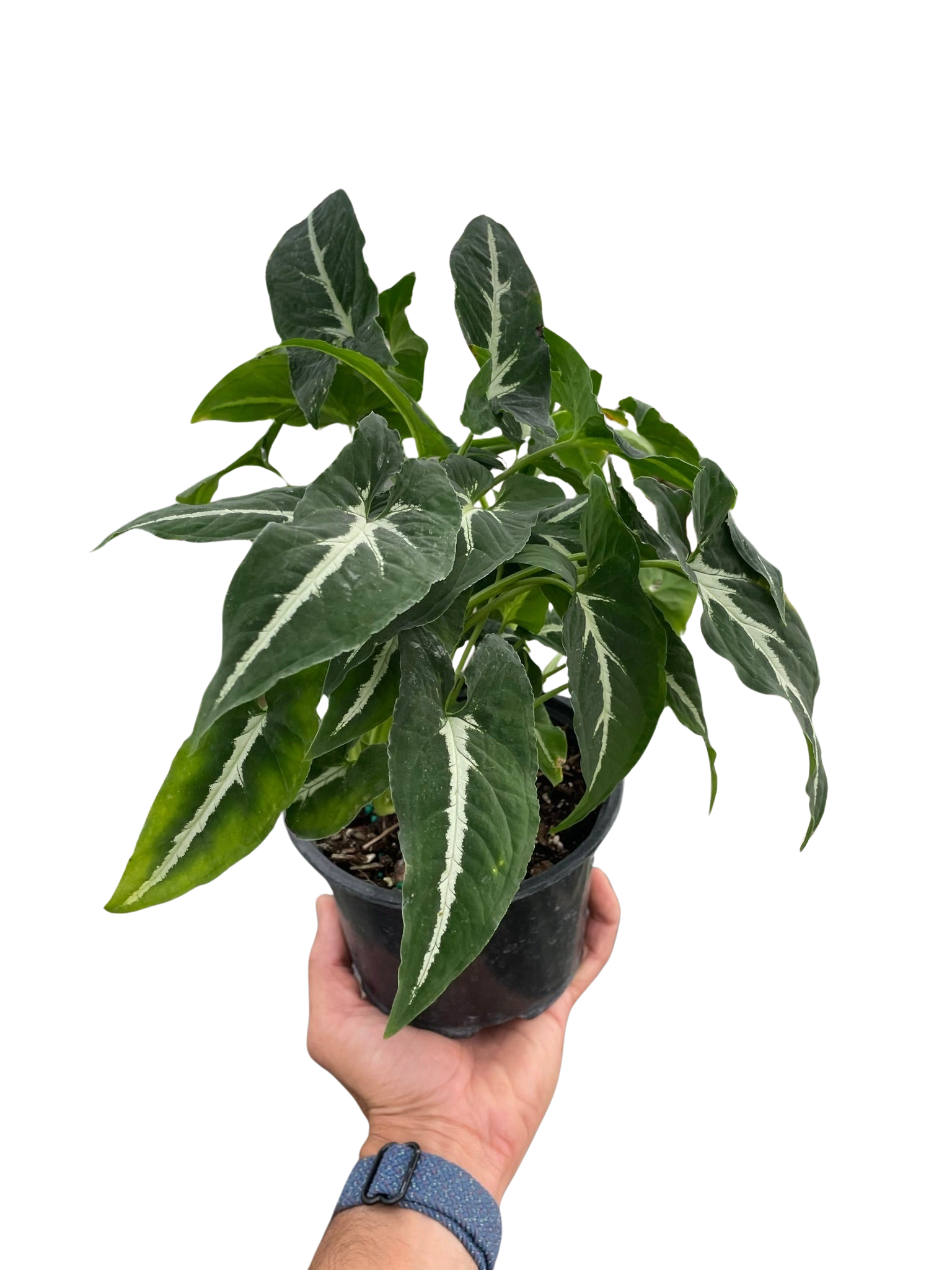 Syngonium wendlandii 'Black Velvet'