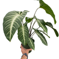 Xanthosoma 'Lendenii'