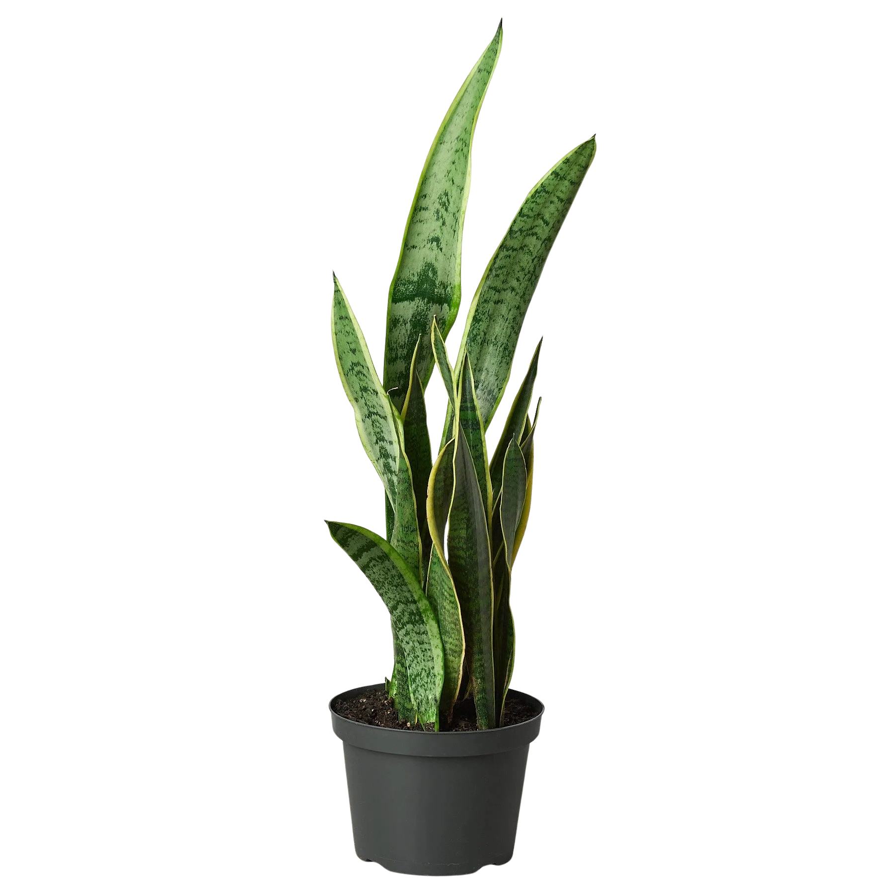 Snake Plant Laurentii