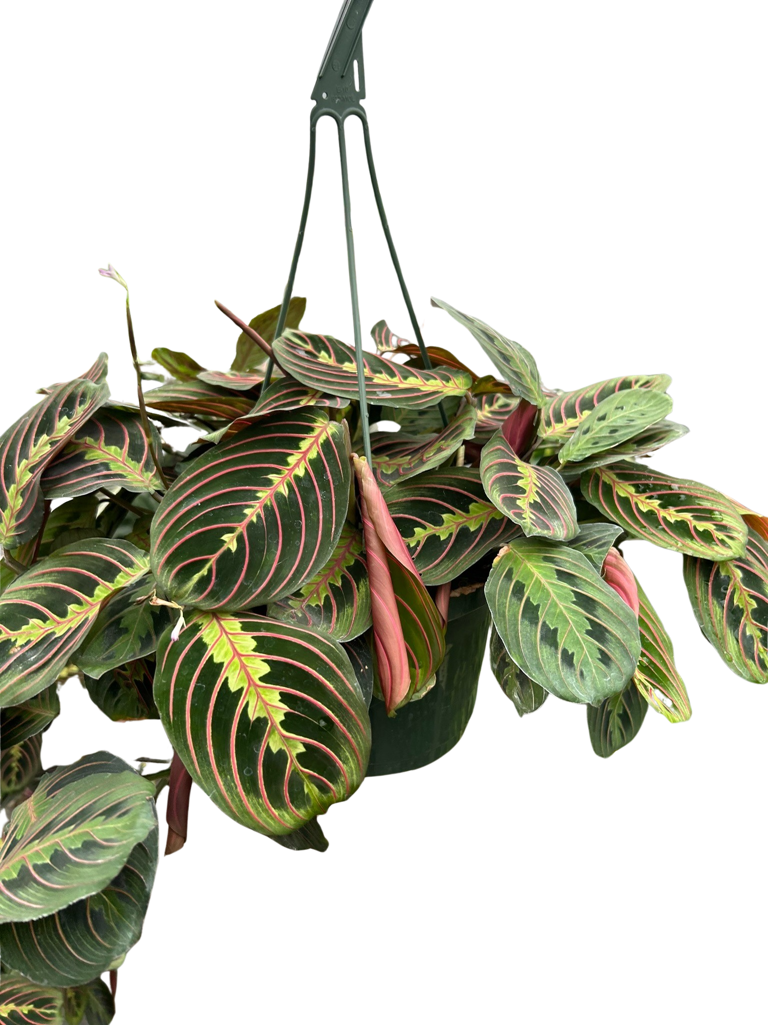 Maranta Red Prayer