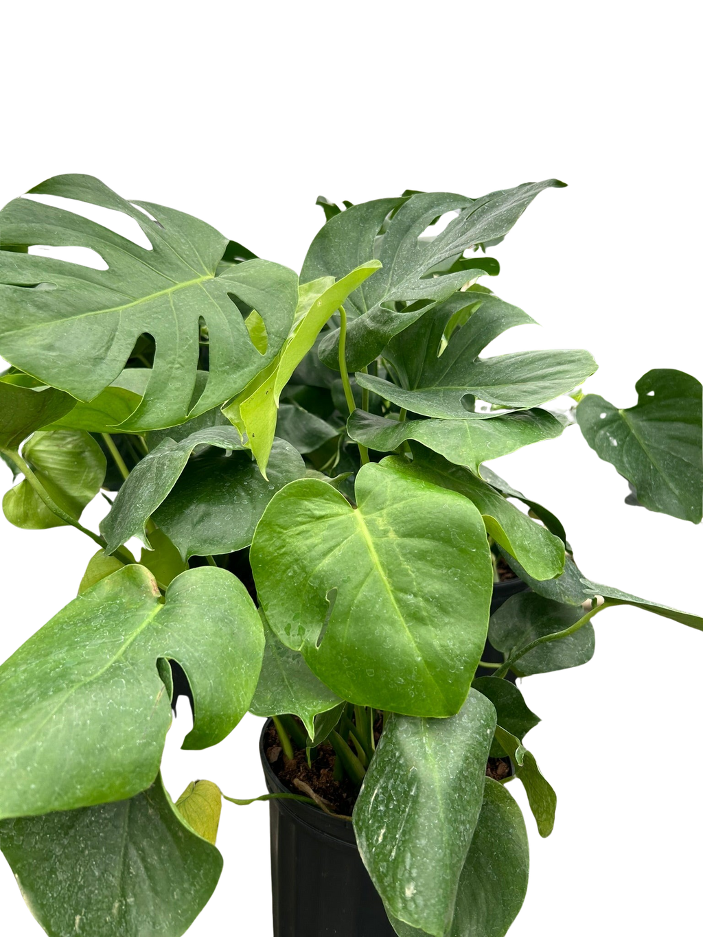 Monstera 'Split-Leaf'