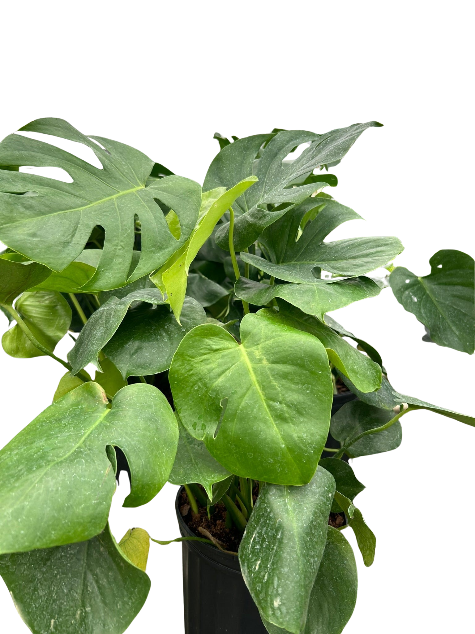 Monstera 'Split-Leaf'